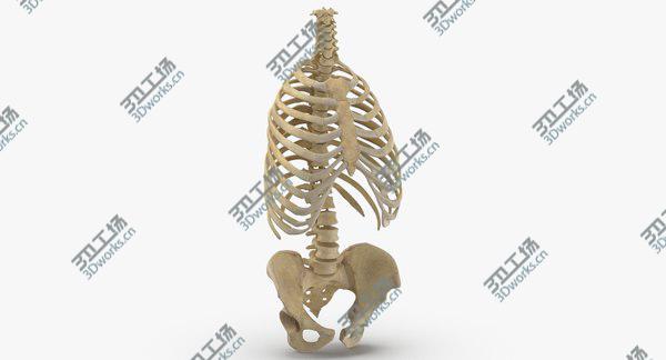 images/goods_img/20210312/3D Real Human Rib Cage Spine and Female Pelvis Bones Anatomy 01/1.jpg
